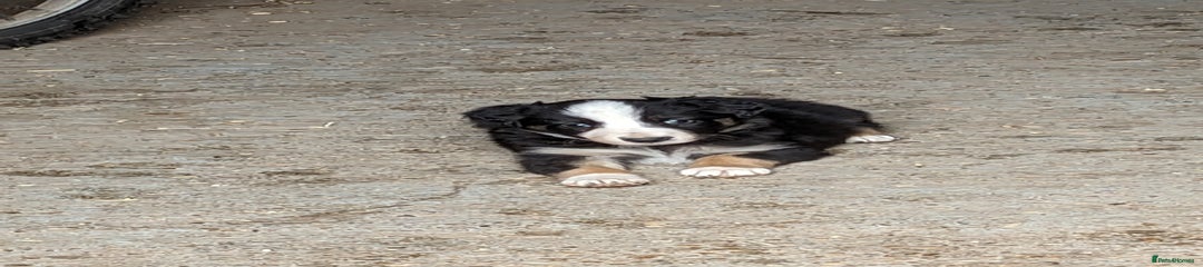 Border Collie Puppy 3