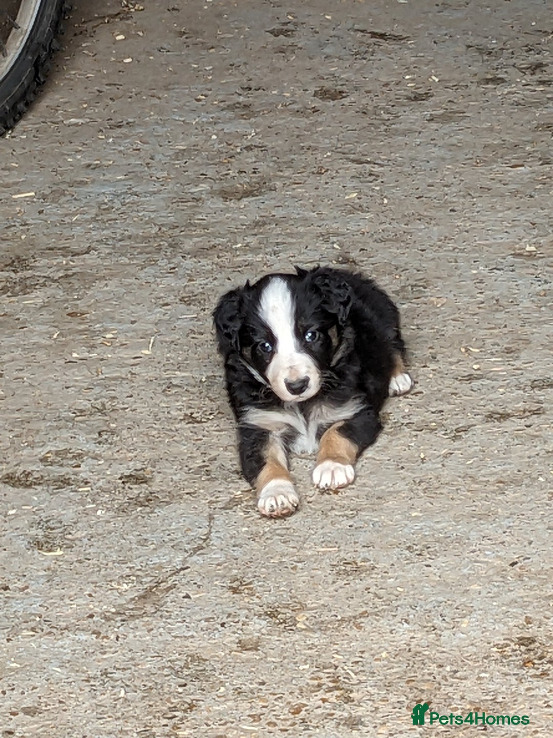 Border Collie dogs for sale: Border Collie puppies  - Image 10