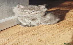 British Longhair cats for sale: Gorgeous Blue British longhair kittens - Image 9