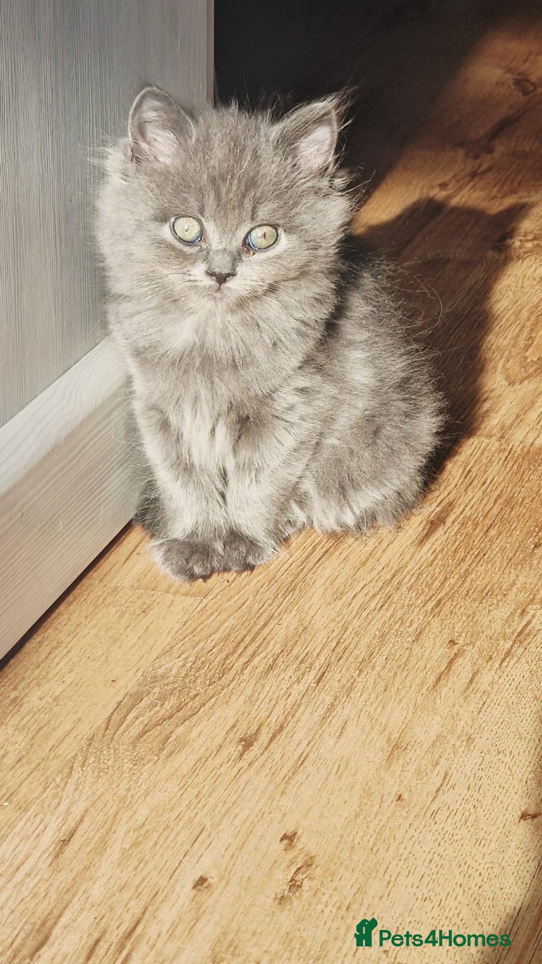 British Longhair cats for sale: Gorgeous Blue British longhair kittens - Image 9