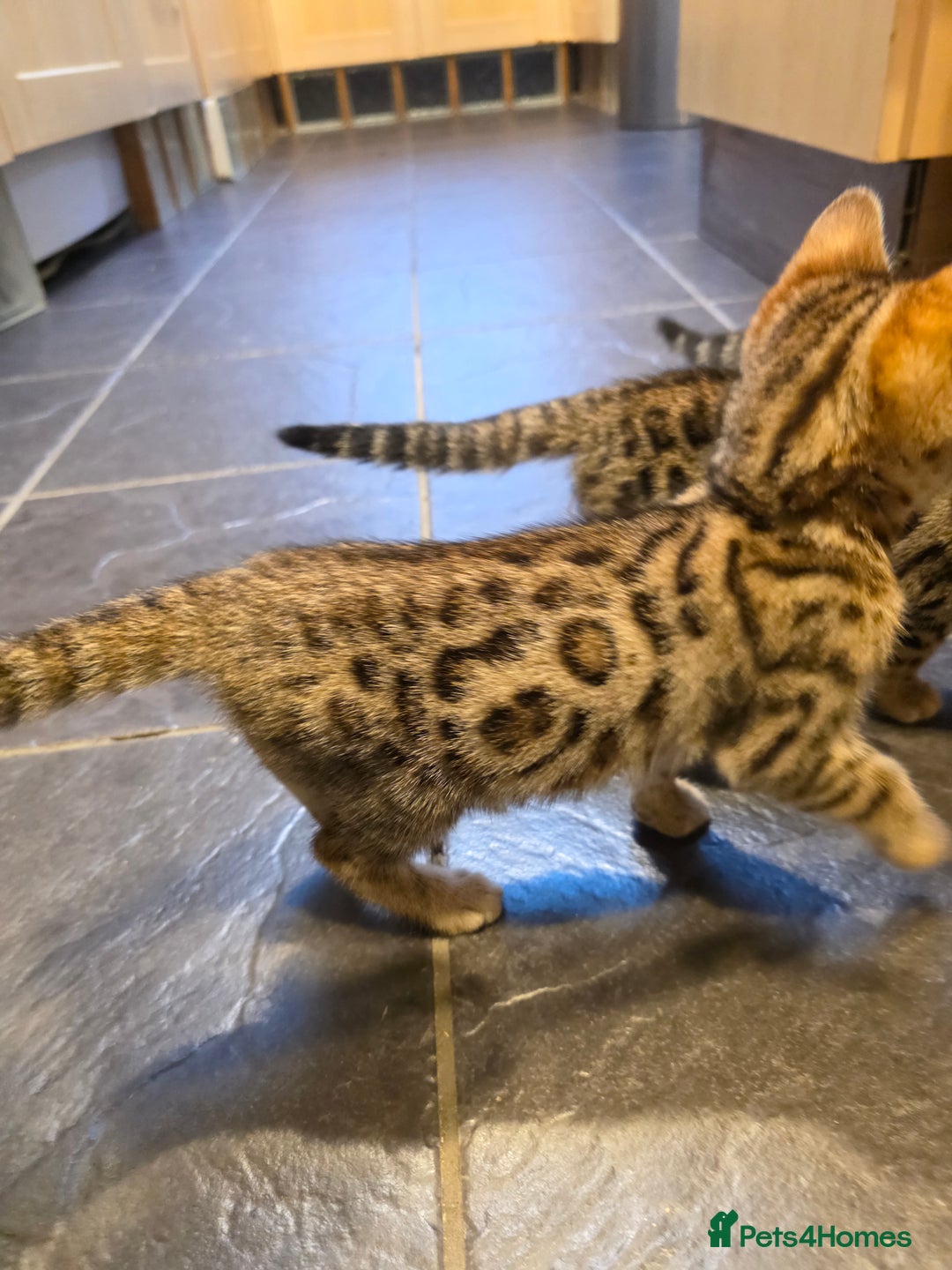 Bengal cats for sale: Outstanding quality Brown rosetted bengal kittens  - Advert 27