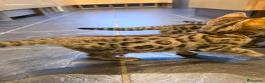 Bengal Kitten 2