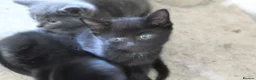 Mixed Breed cats for sale: 6 kittens for sale in Stourbridge - Advert 7