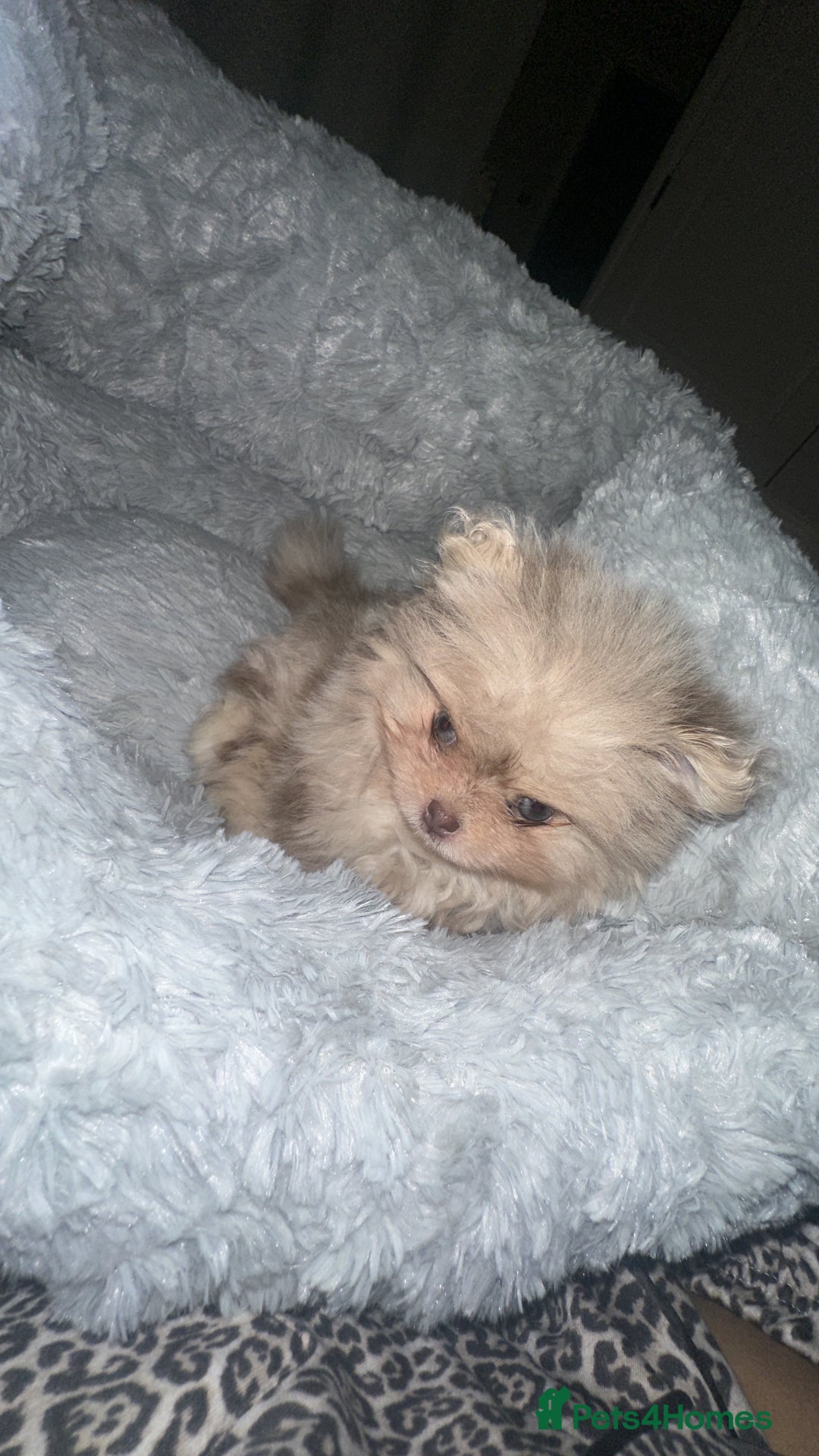 Pomeranian dogs for sale: Lilac merle and tan pomeranian  - Image 7