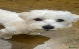 Bichon Frise dogs for sale: Bichon Frise Mix - Advert 1