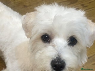 Bichon Frise dogs for sale: Bichon Frise Mix - Advert 1