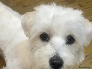 Bichon Frise dogs Bichon Frise Mix - Advert 6