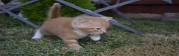 Mixed Breed cats for sale: 4 beautiful kittens  in Peterborough - Advert 11