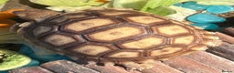 Tortoise reptiles for sale: Sulcata tortoise - Advert 8