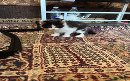 British Shorthair cats for sale: Adorable Kittens Looking for a Loving Home - Image 9