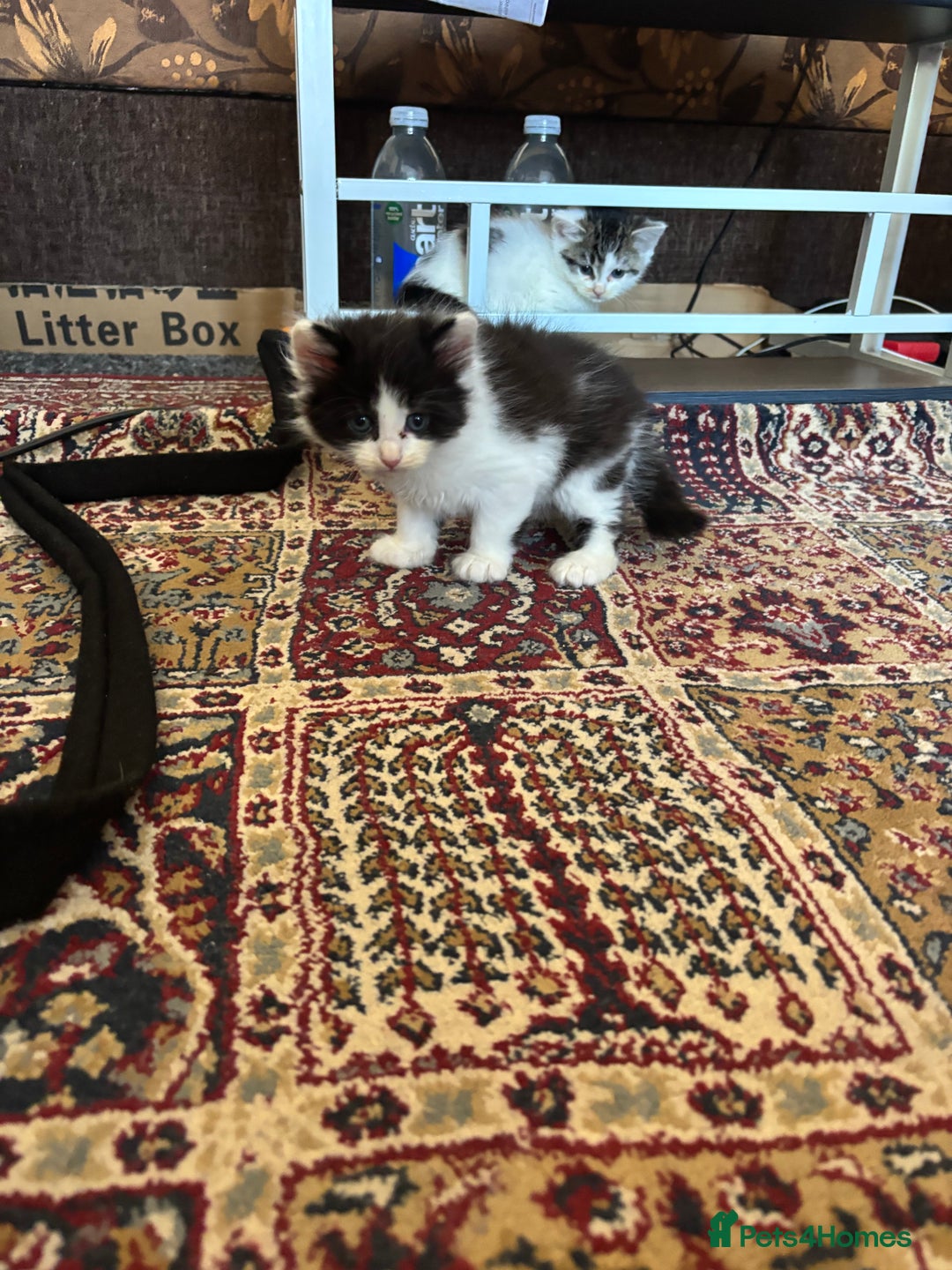British Shorthair cats for sale: Adorable Kittens Looking for a Loving Home - Image 9