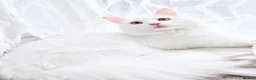 Turkish Angora cats for sale: Beautiful Turkish Angora Cat  in London - Advert 2