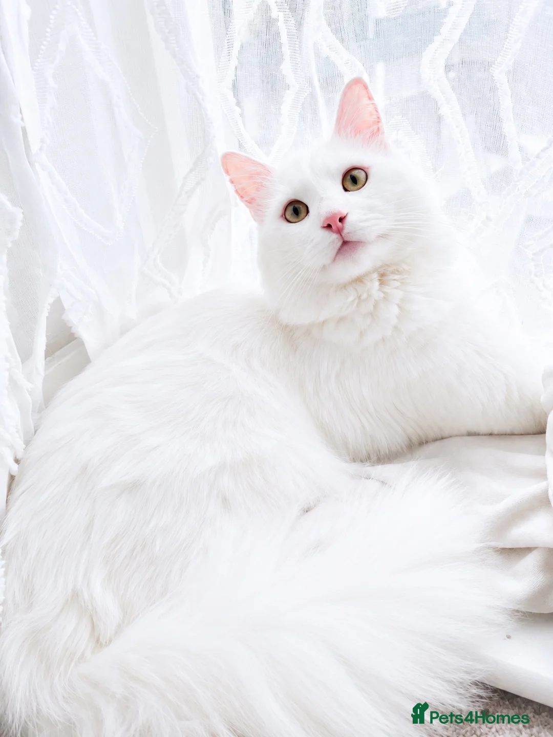 Turkish Angora cats for sale: Beautiful Turkish Angora Cat  in London - Advert 2