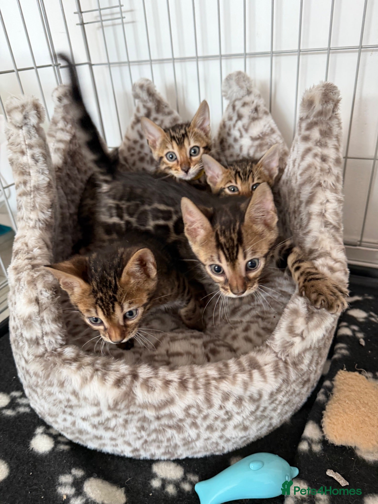 Bengal cats Bengal Kittens Available  - Advert 3