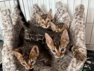 Bengal cats Bengal Kittens Available - Advert 3