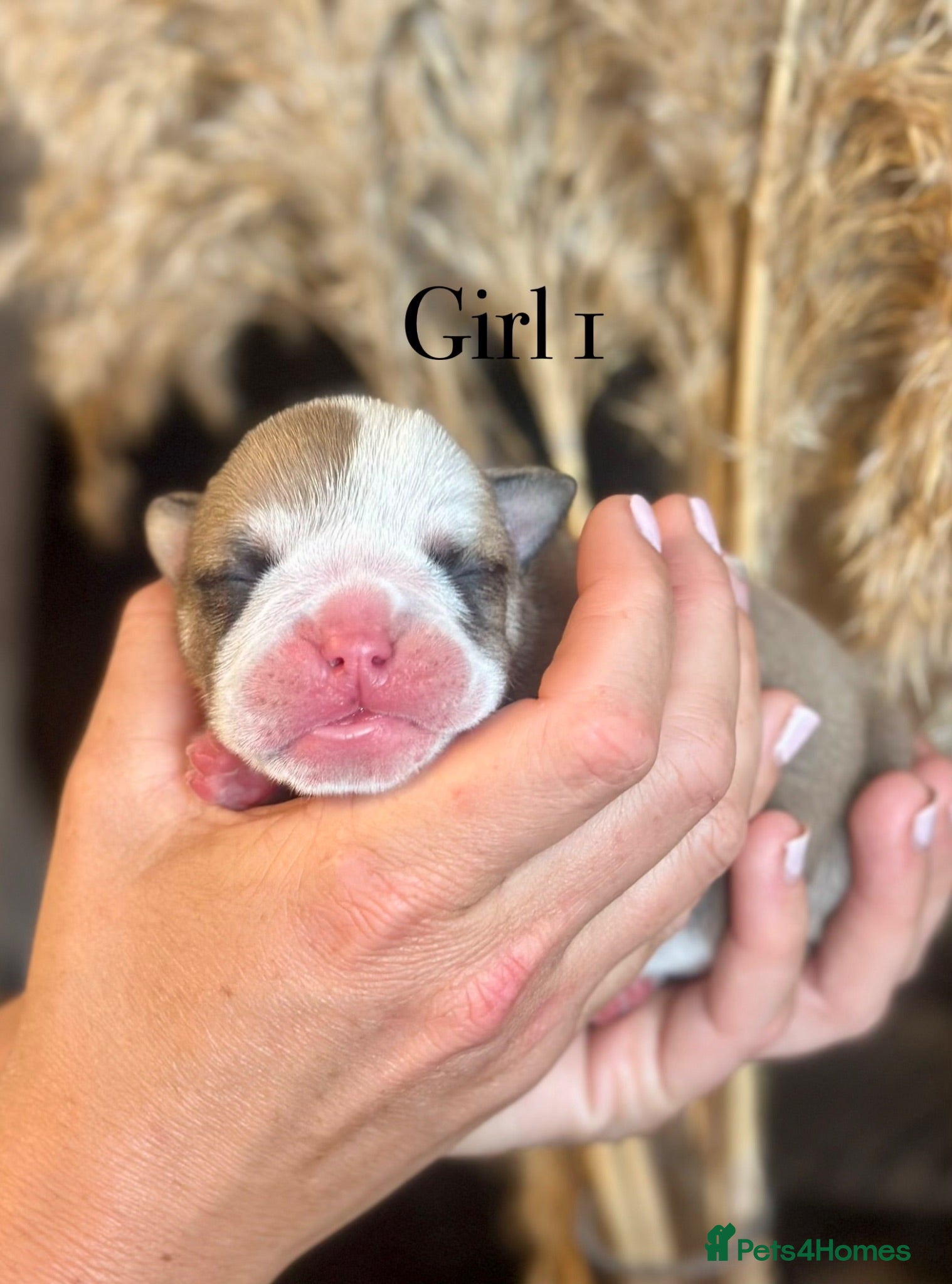 English Bulldog dogs Beautiful English bulldog litter ❤️ - Advert 16