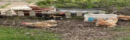 Chickens poultry for sale: Hatching Eggs-Millie Fleur Pekin Bantams 6 - Advert 1