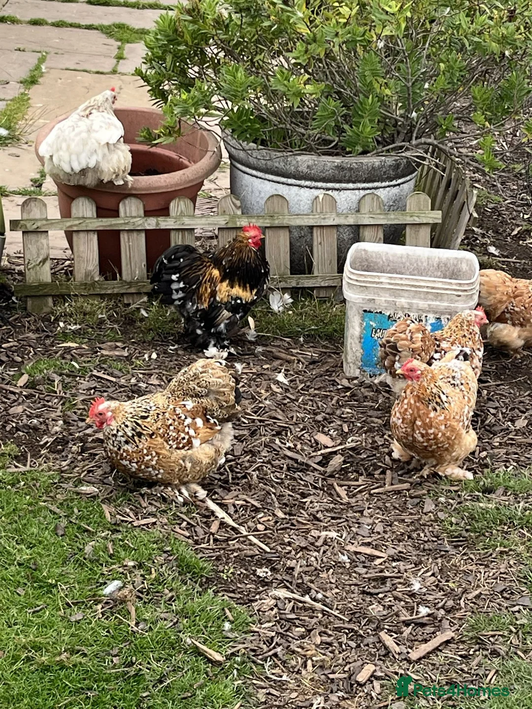 Chickens poultry for sale: Hatching Eggs-Millie Fleur Pekin Bantams 6 - Advert 1