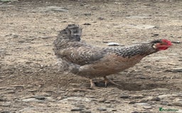 Chickens poultry for sale: Laying hens for sale - Image 8