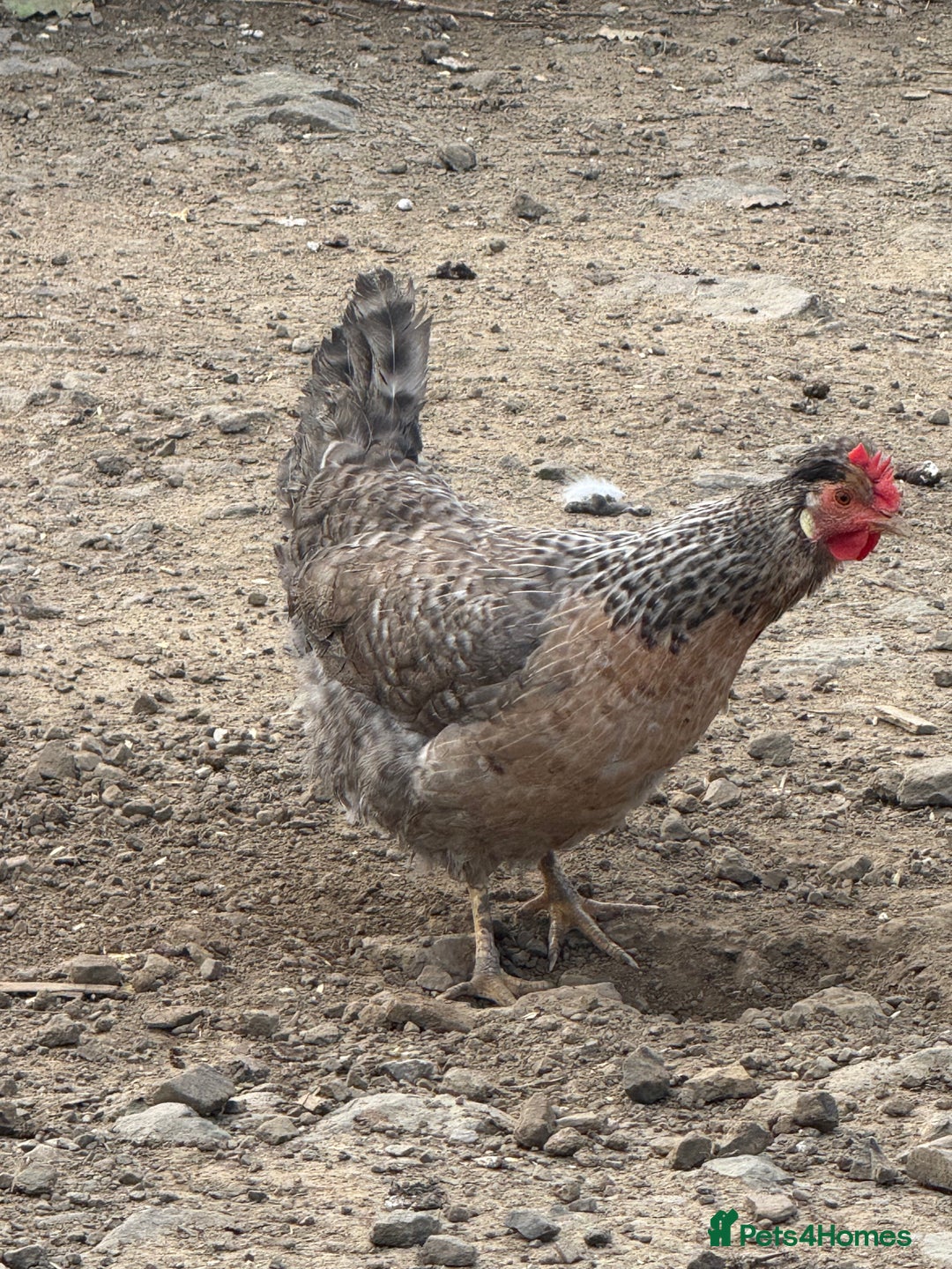 Chickens poultry for sale: Laying hens for sale - Image 8