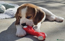 Beagle dogs for sale: Stunning KC Reg Beagle Pups - Ready Now - Image 6