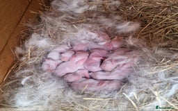 New Zealand rabbits for sale: 11 New zealand rabbits for Sale - Image 3