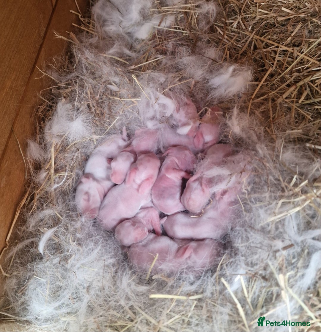 New Zealand rabbits for sale: 11 New zealand rabbits for Sale - Image 3