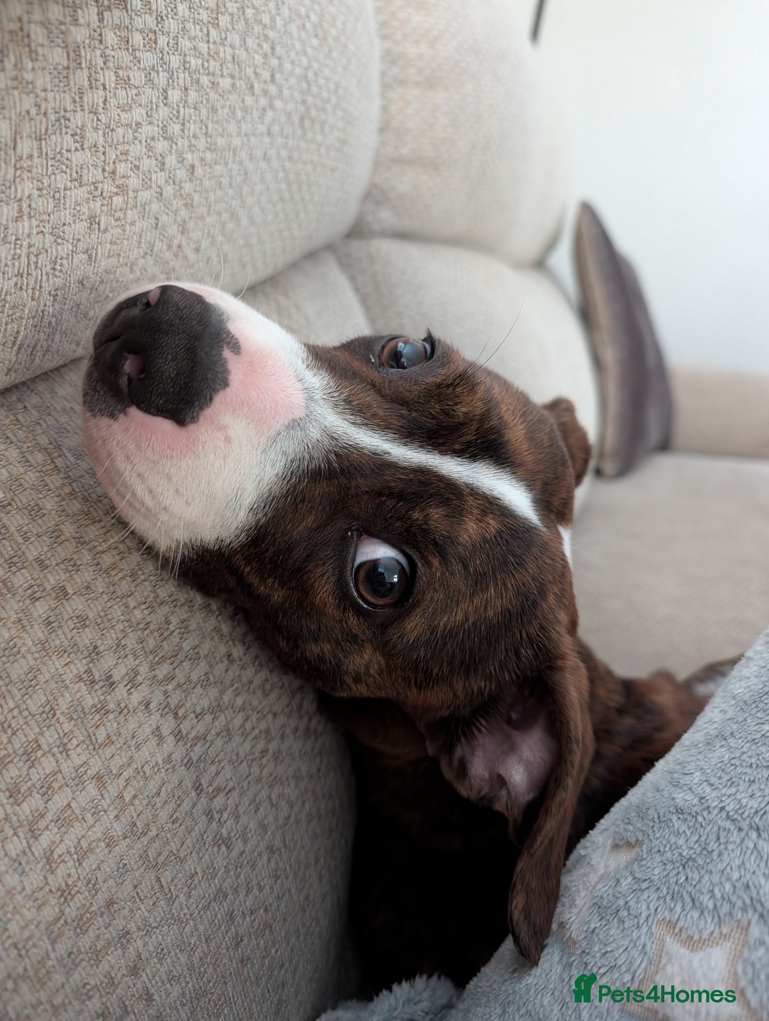 Mixed Breed dogs Female Staffy Cross  - Advert 1