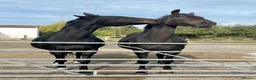 English Thoroughbred horses for sale: URGENT home needed for Thoroughbred Gelding in Weston-super-Mare - Advert 15