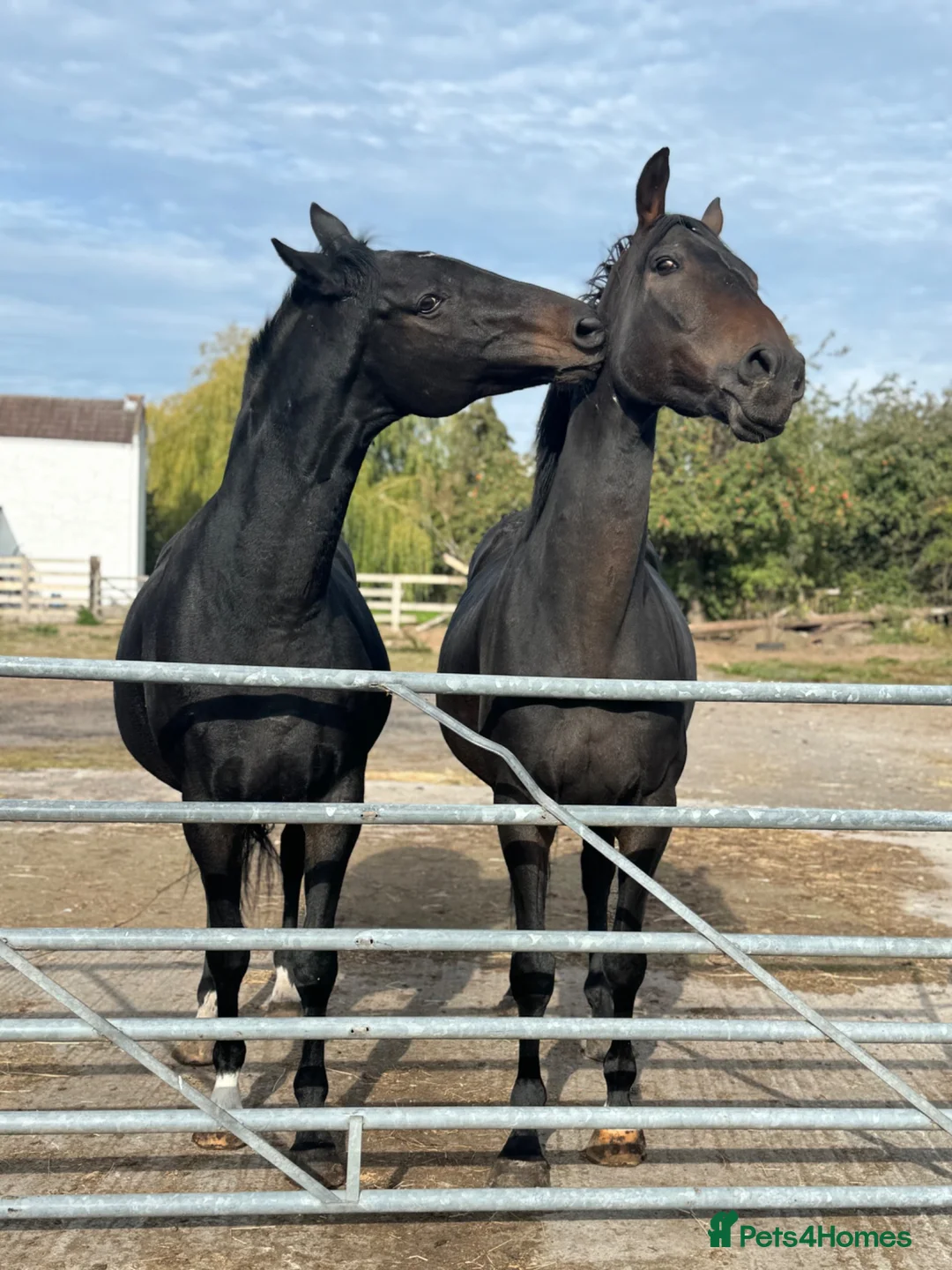 English Thoroughbred horses for sale: URGENT home needed for Thoroughbred Gelding in Weston-super-Mare - Advert 15