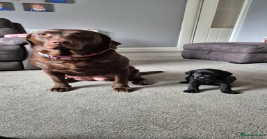 Labrador Retriever dogs - Advert 11