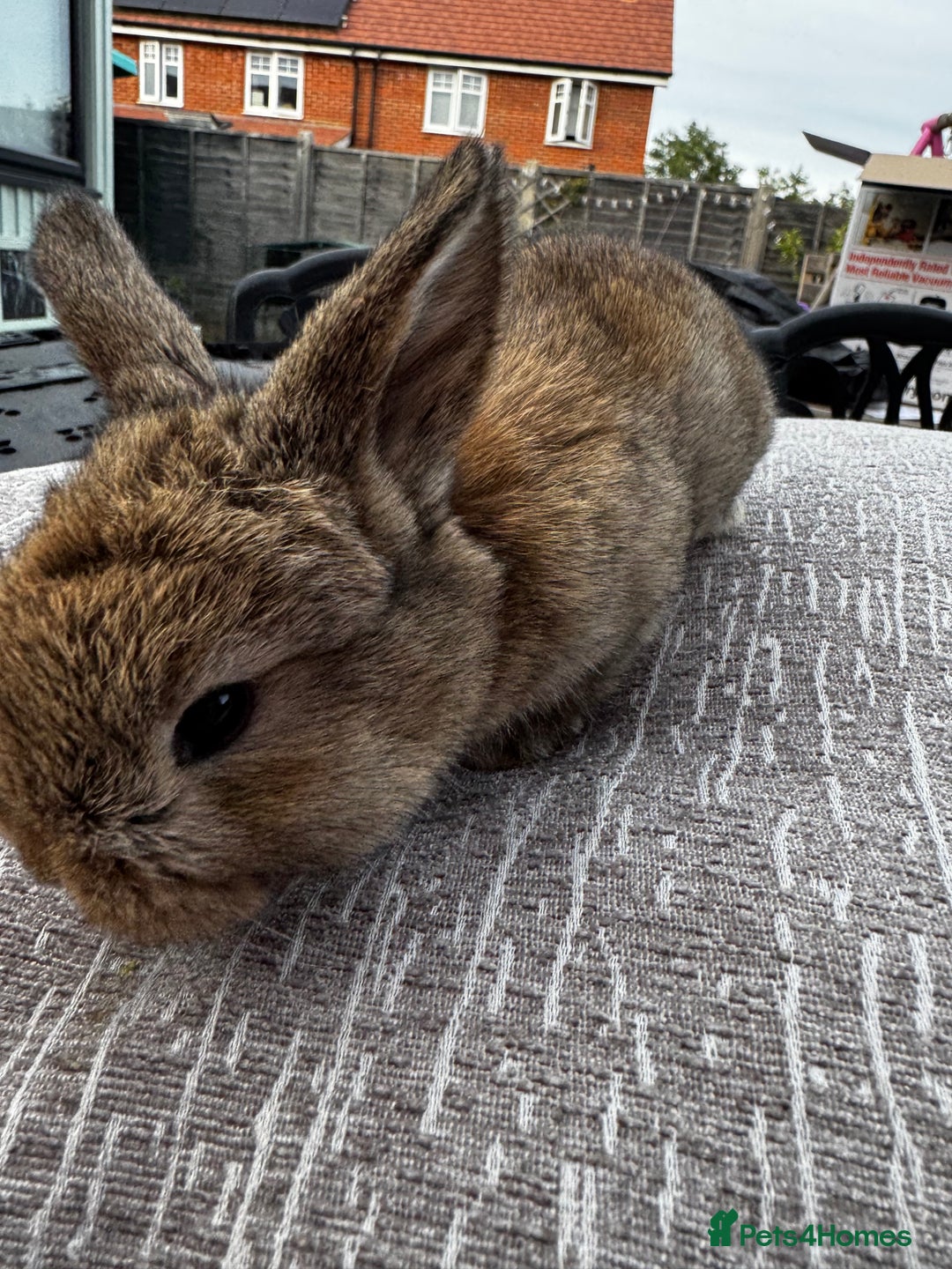 Mini Lop rabbits for sale: Mini Lop Babies ready to reserve - Image 23