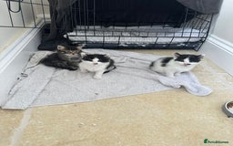 Mixed Breed cats for sale: Ragdoll x Maincoon x Manx - Image 4