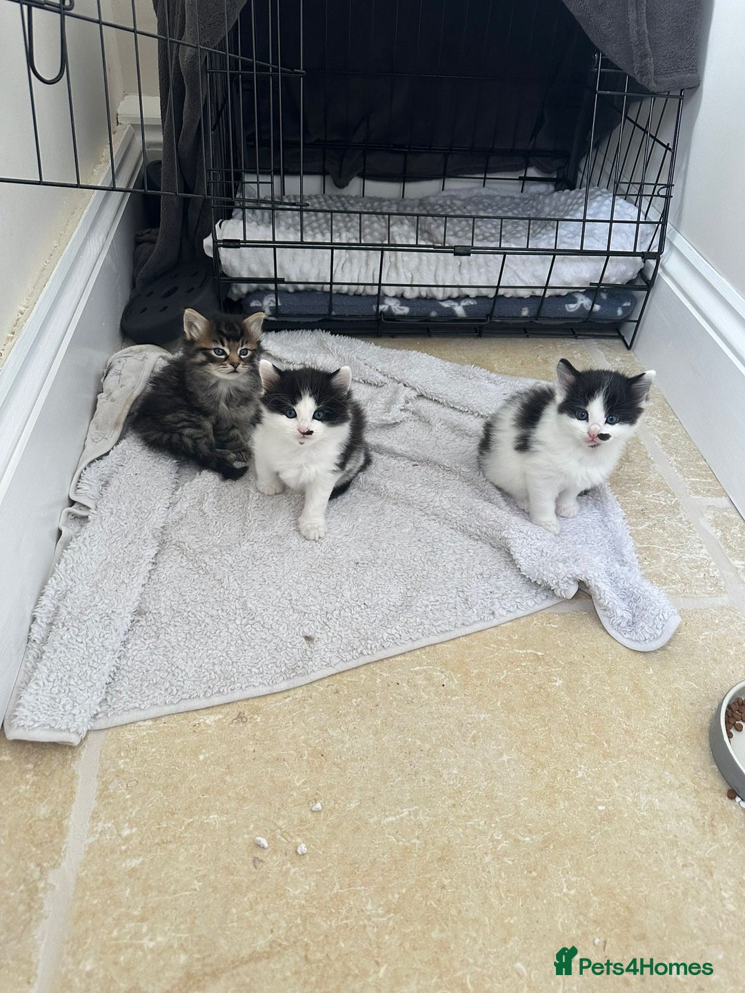 Mixed Breed cats for sale: Ragdoll x Maincoon x Manx - Image 4