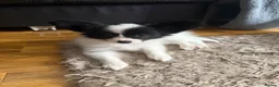 Papillon dogs for sale: KC Registered Male Papillon puppy for sale in Braintree - Advert 5