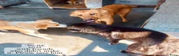 Mixed Breed dogs for adoption: Yo-Na, 2 yrs approx. Available for adoption. in Brixham - Advert 17