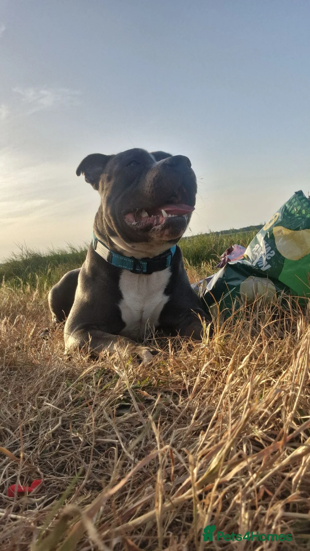 Staffordshire Bull Terrier dogs for sale: Male blue staffy  - Advert 2