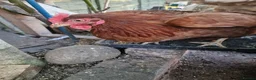 Mixed Breed poultry for sale: Chickens  in South Ockendon - Advert 4
