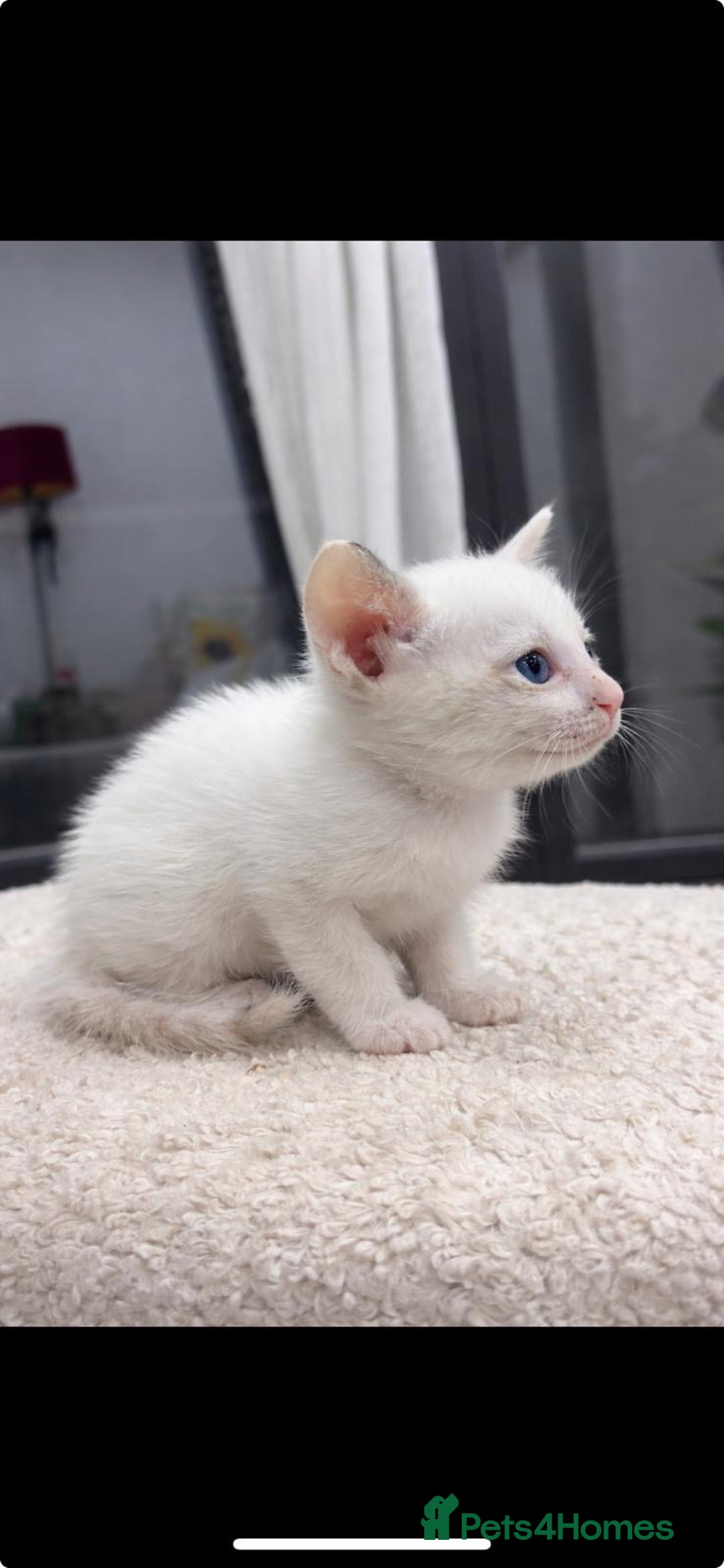 Oriental cats for sale: Gorgeous oriental kittens  - Advert 6