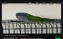 Parrots birds for sale: Lord Derby Parrot - Image 2