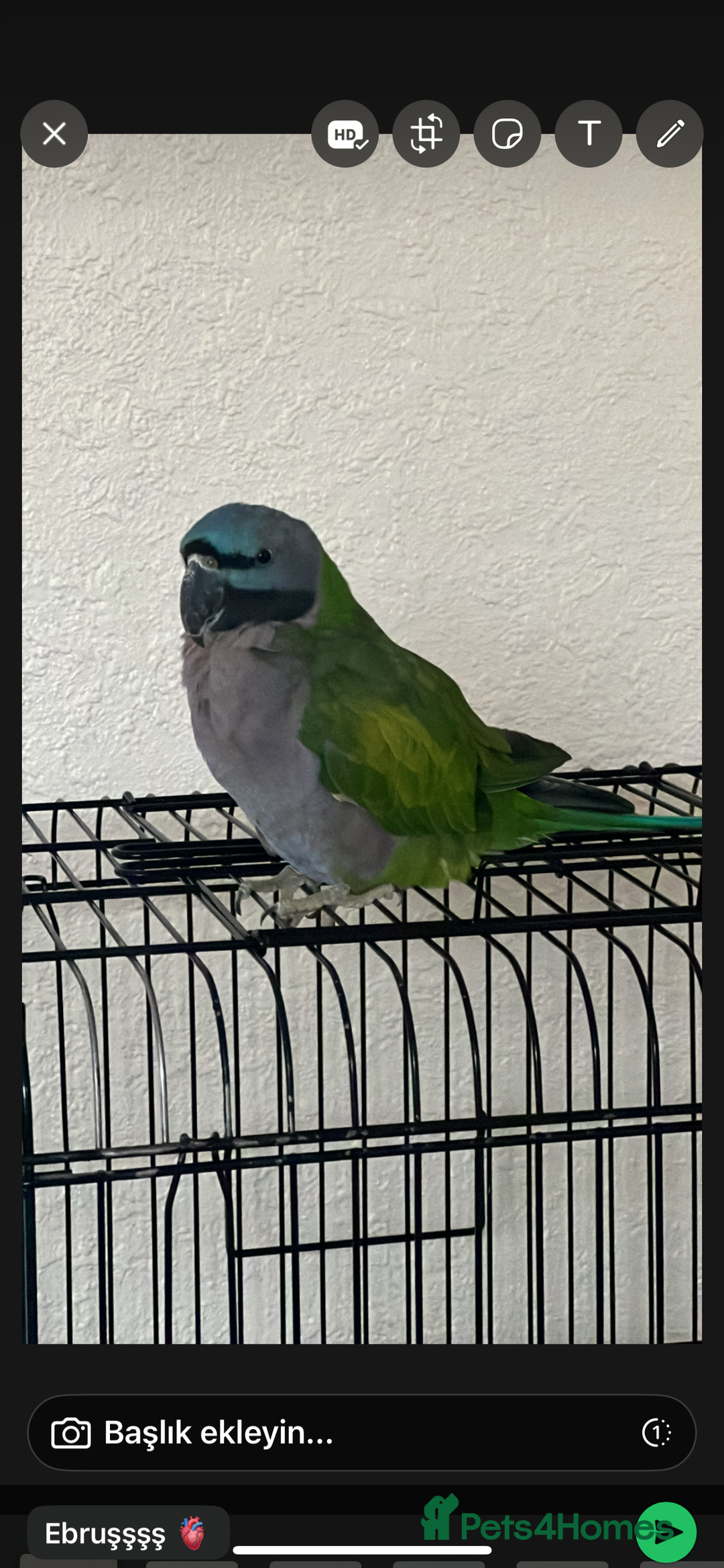 Parrots birds for sale: Lord Derby Parrot - Image 2