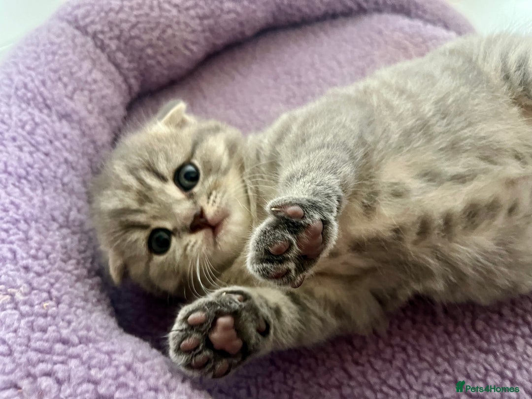 Scottish Fold cats for sale: Wonderful Scottish fold girl 💗🐾 - Image 5