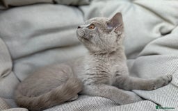 British Shorthair cats for sale: Ready British Shorthair Chunky Kittens - Image 12