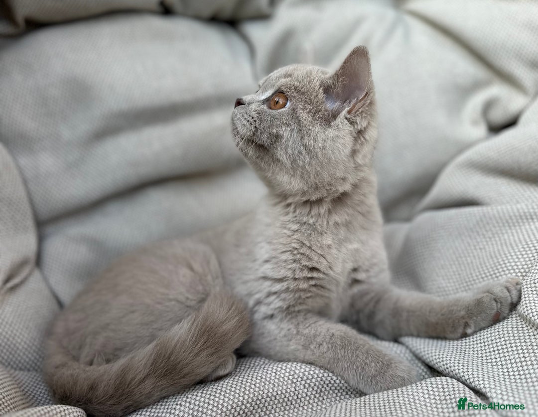 British Shorthair cats for sale: Ready British Shorthair Chunky Kittens - Image 12