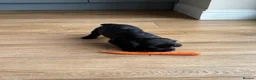 Cocker Spaniel dogs for sale: OFTW Sired KC Registered Cocker Spaniel Puppies - Advert 4