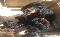 Cockapoo dogs for sale: Cockapoo pup - Image 2