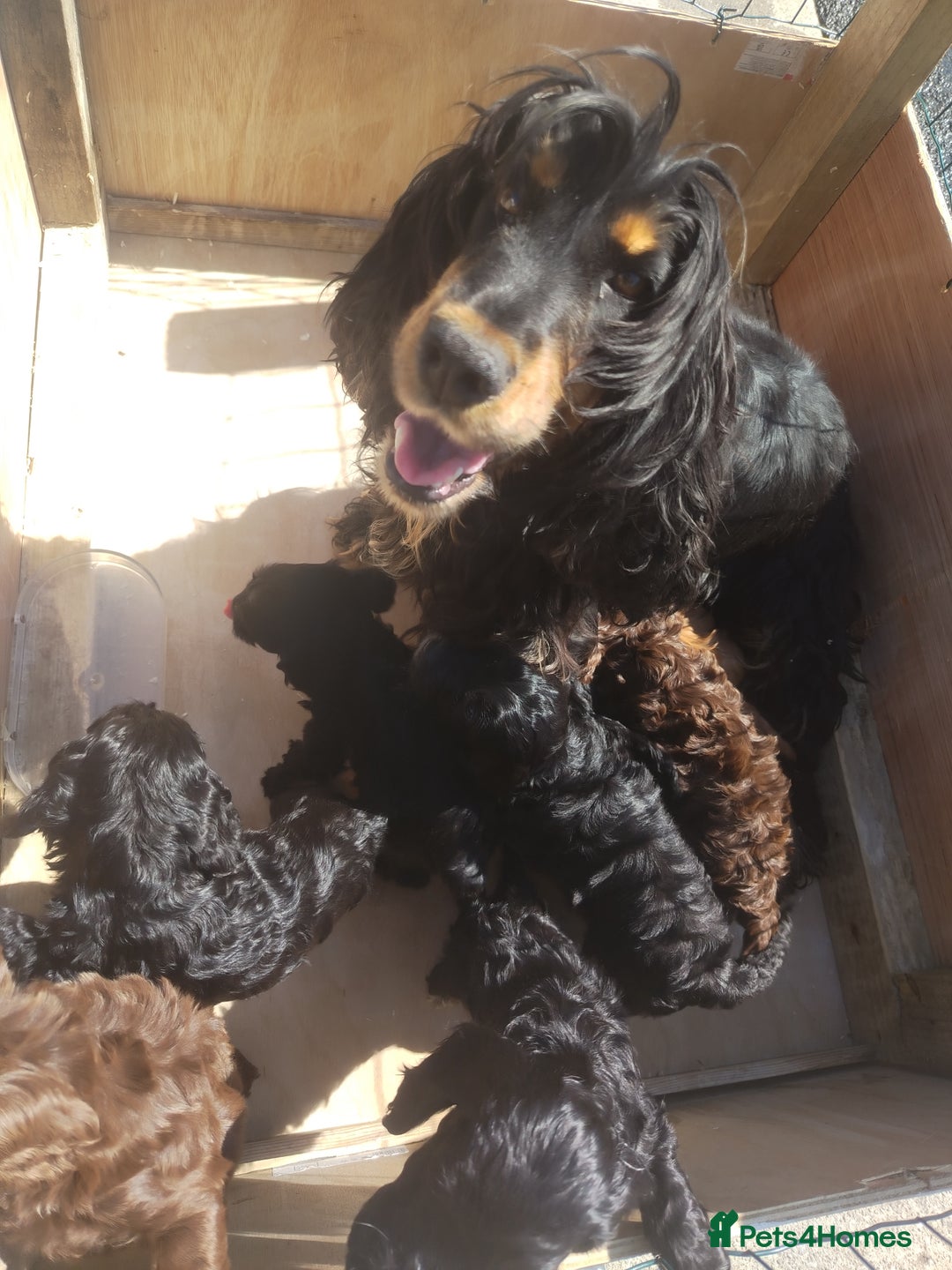 Cockapoo dogs for sale: Cockapoo pup - Image 2