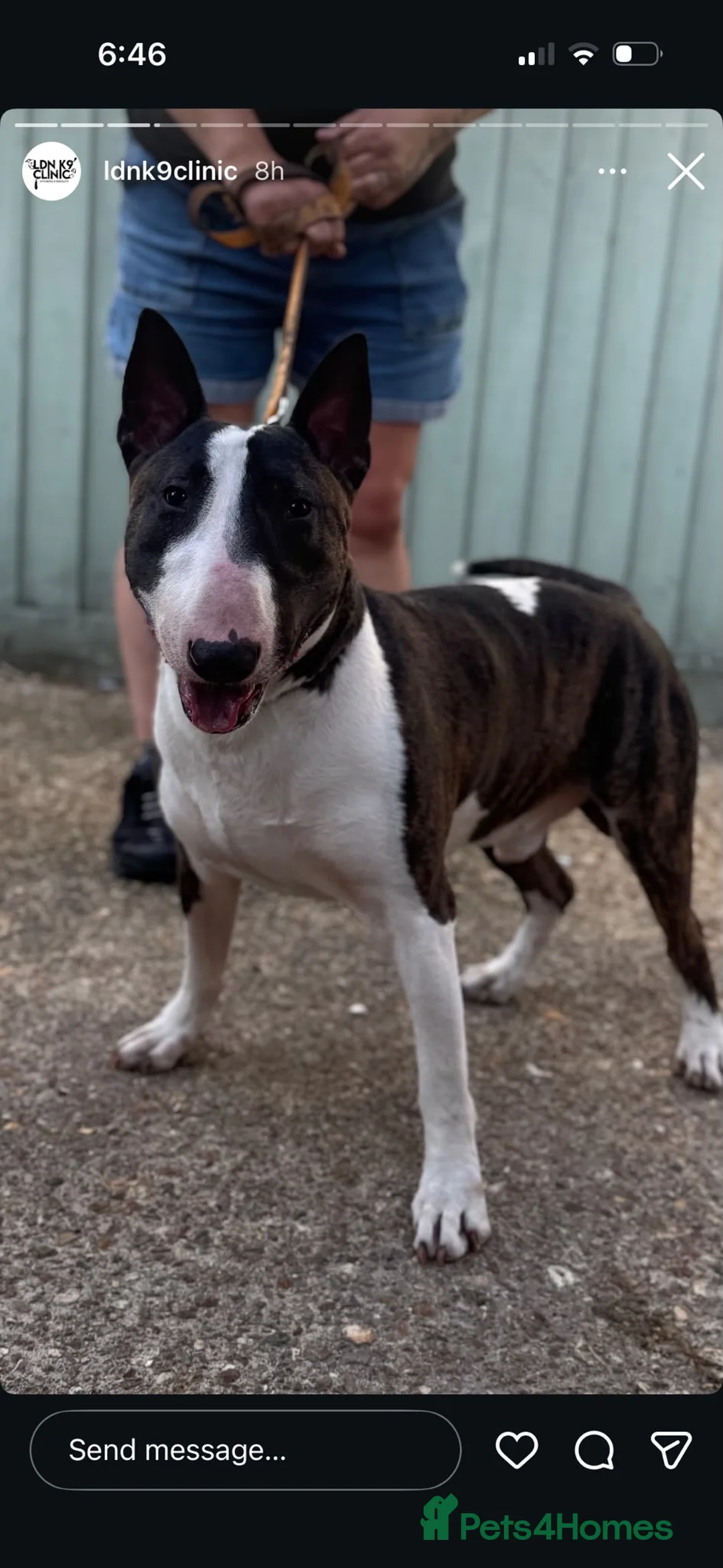Bull Terrier dogs for stud: English bull terrier Crufts Qualifier  - Advert 2