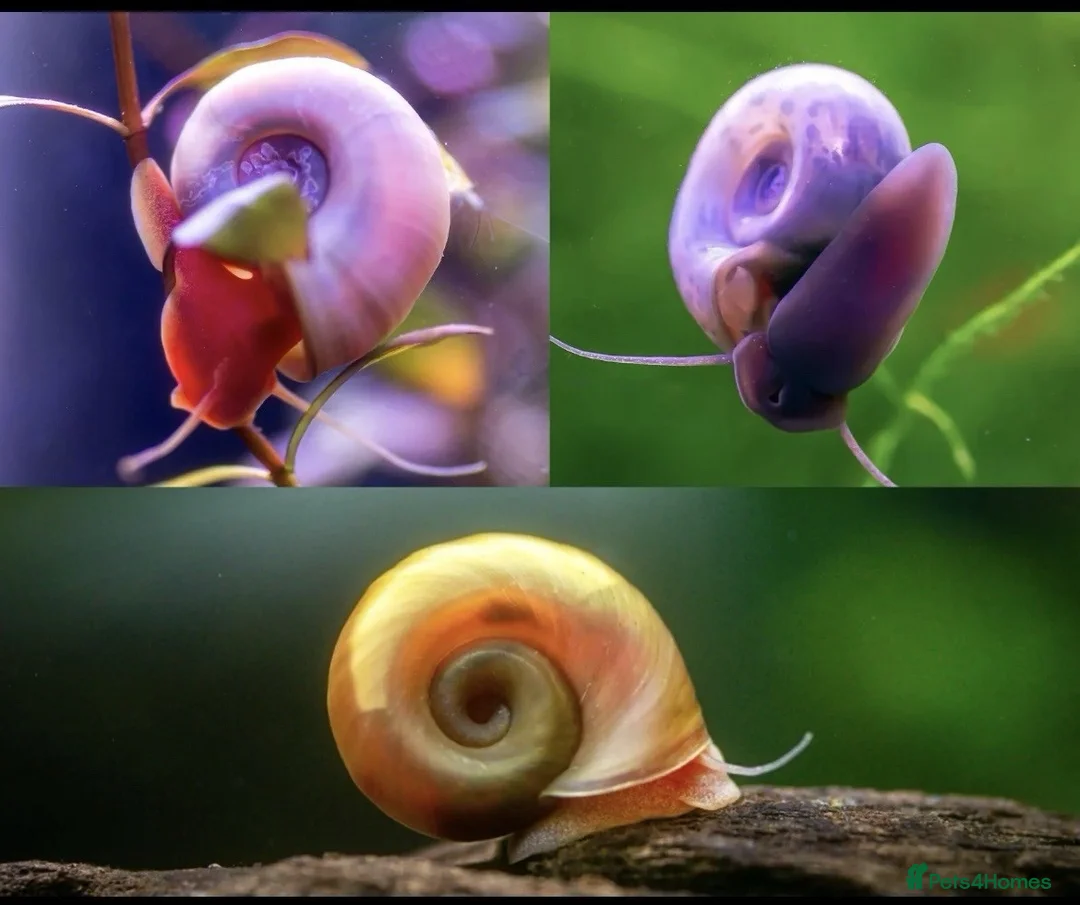 Snails fish for sale: Blue Leopard Ramshorn Snails in Enfield - Advert 2
