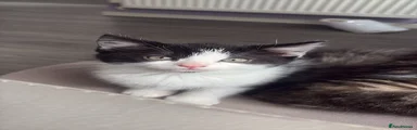 Oreo